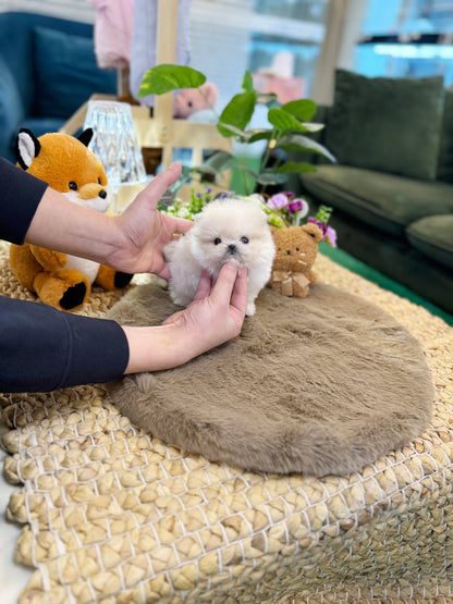 Maltipom - Lara(Male) - Beautiful puppy teacup puppy with adorable features available for adoption from Velydog