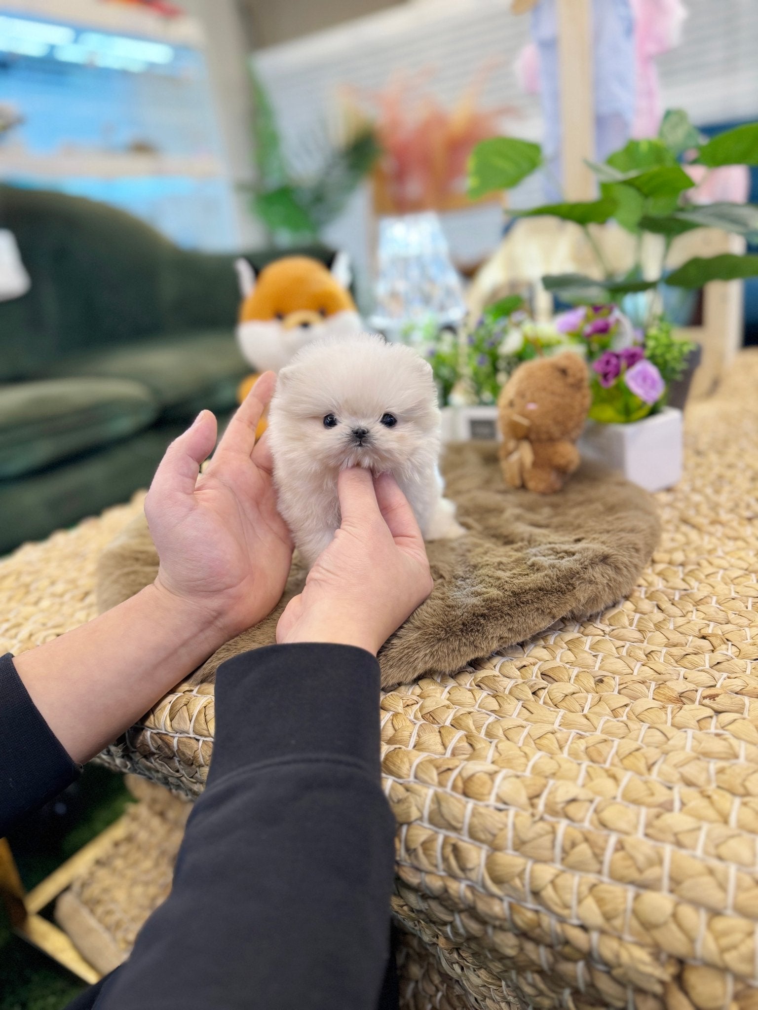Maltipom - Lara(Male) - Beautiful puppy teacup puppy with adorable features available for adoption from Velydog