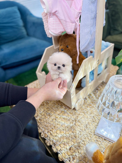 Maltipom - Lara(Male) - Beautiful puppy teacup puppy with adorable features available for adoption from Velydog