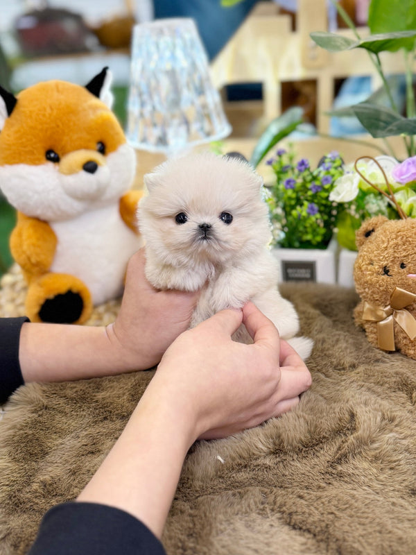 Maltipom - Lara(Male) - Beautiful puppy teacup puppy with adorable features available for adoption from Velydog