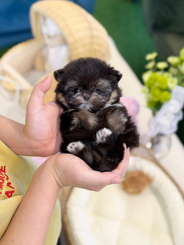 Maltipom - Lozy(Female) - Beautiful puppy teacup puppy with adorable features available for adoption from Velydog