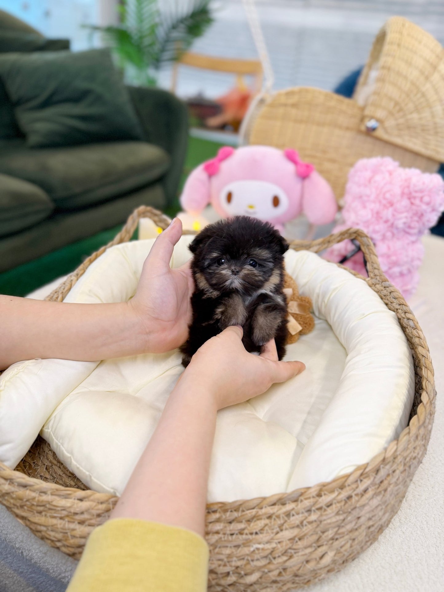 Maltipom - Lozy(Female) - Beautiful puppy teacup puppy with adorable features available for adoption from Velydog