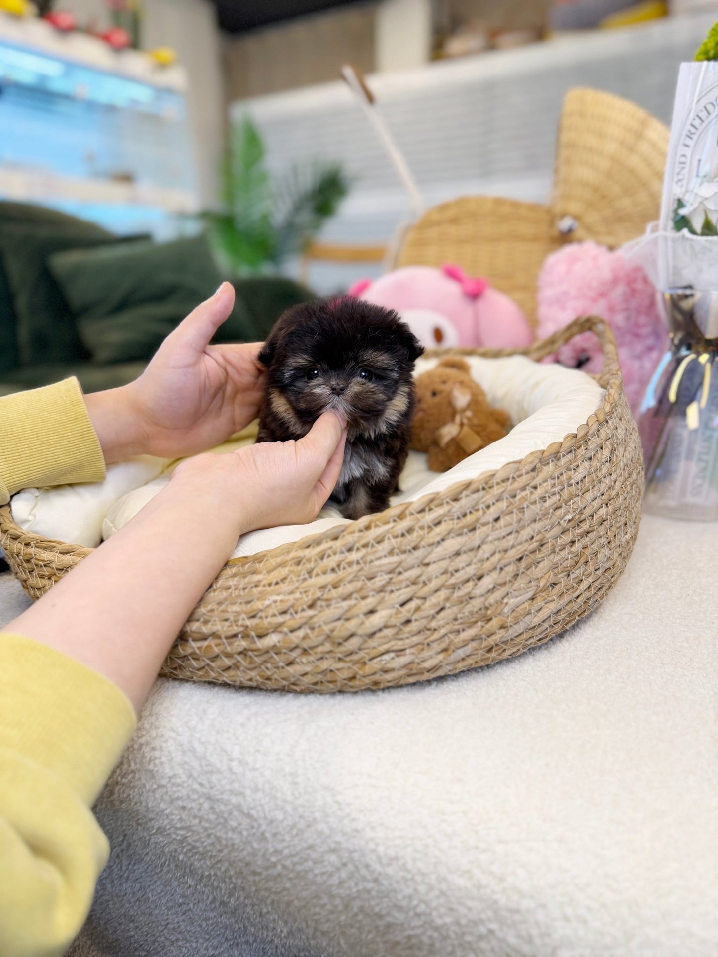 Maltipom - Lozy(Female) - Beautiful puppy teacup puppy with adorable features available for adoption from Velydog