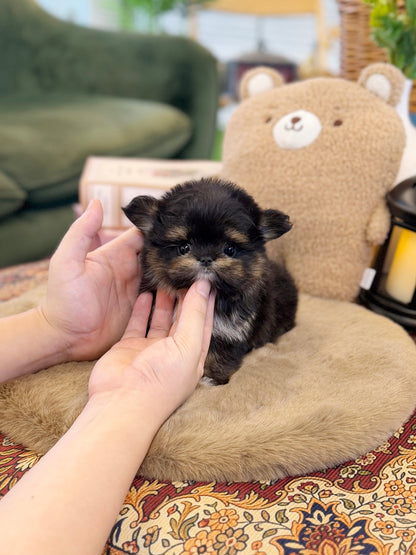 Maltipom - Swing(Male) - Beautiful puppy teacup puppy with adorable features available for adoption from Velydog