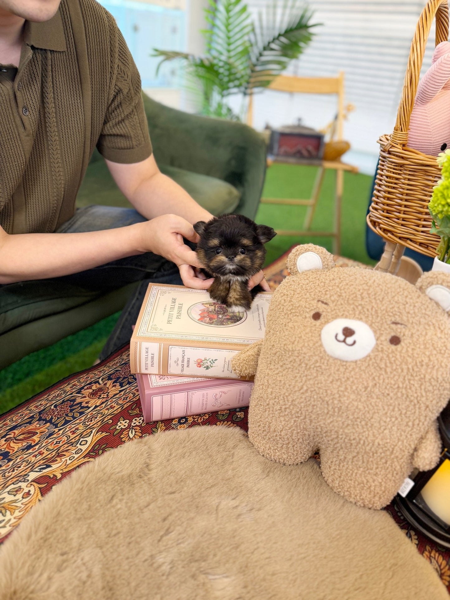 Maltipom - Swing(Male) - Beautiful puppy teacup puppy with adorable features available for adoption from Velydog