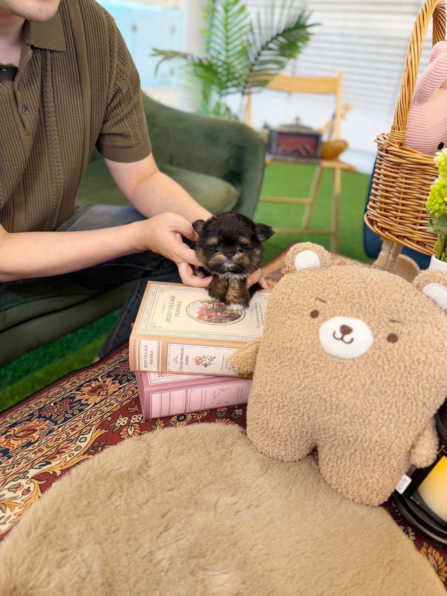 Maltipom - Swing(Male) - Beautiful puppy teacup puppy with adorable features available for adoption from Velydog