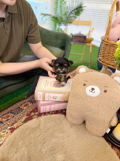 Maltipom - Swing(Male) - Beautiful puppy teacup puppy with adorable features available for adoption from Velydog
