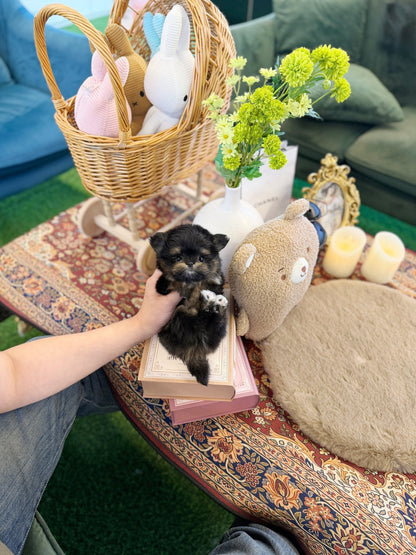 Maltipom - Swing(Male) - Beautiful puppy teacup puppy with adorable features available for adoption from Velydog