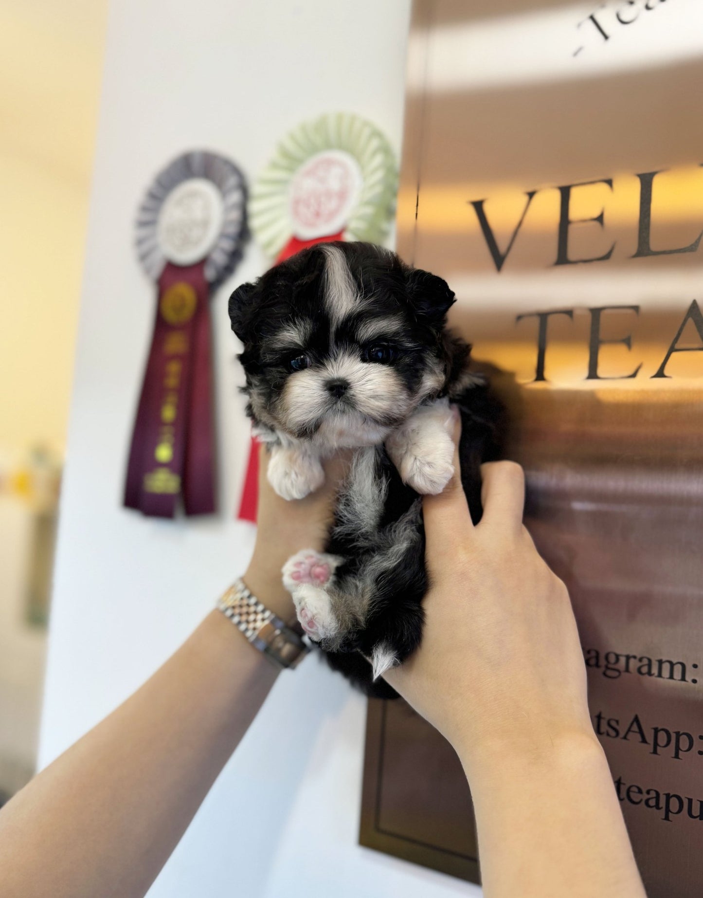 Maltipom - Timon(Male) - Beautiful puppy teacup puppy with adorable features available for adoption from Velydog