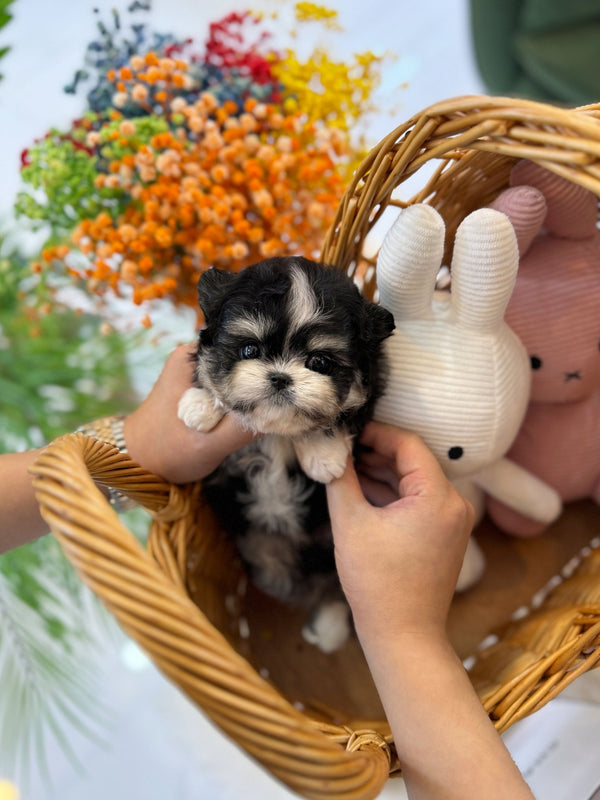 Maltipom - Timon(Male) - Beautiful puppy teacup puppy with adorable features available for adoption from Velydog