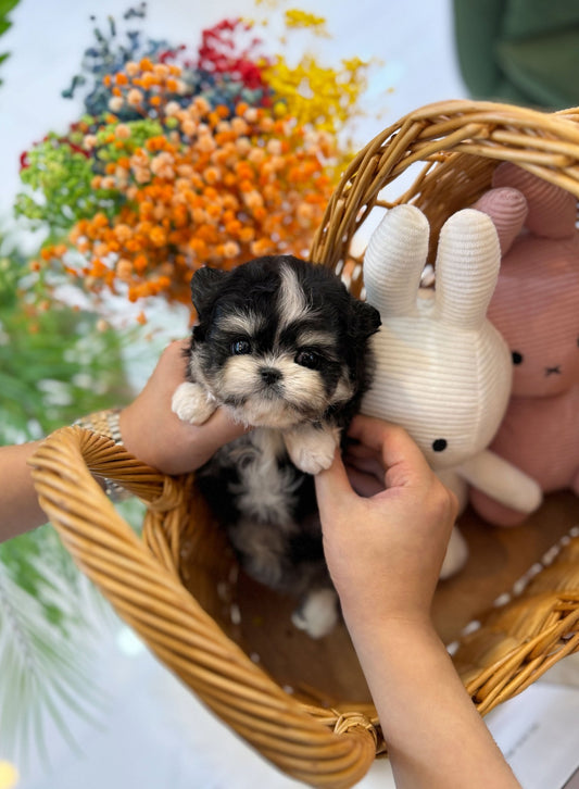 Maltipom - Timon(Male) - Beautiful puppy teacup puppy with adorable features available for adoption from Velydog