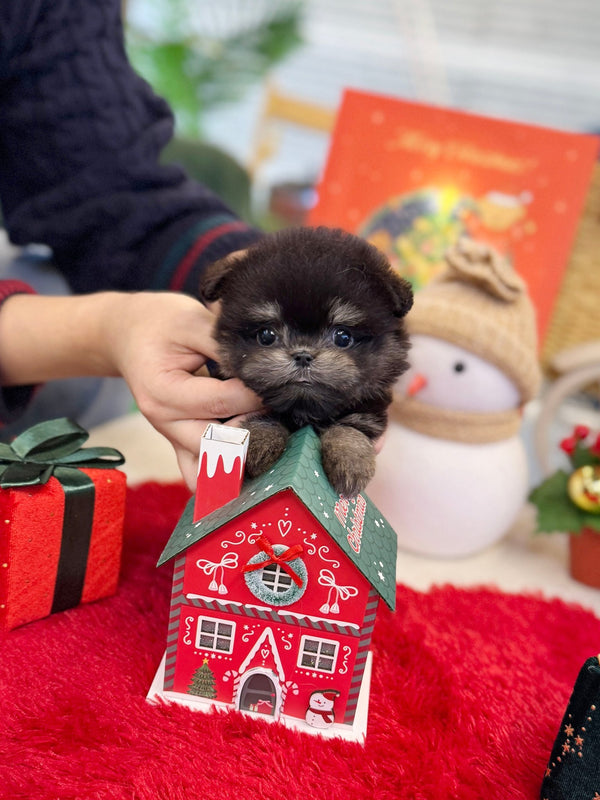 Maltipom - Willow(Male) - Beautiful puppy teacup puppy with adorable features available for adoption from Velydog