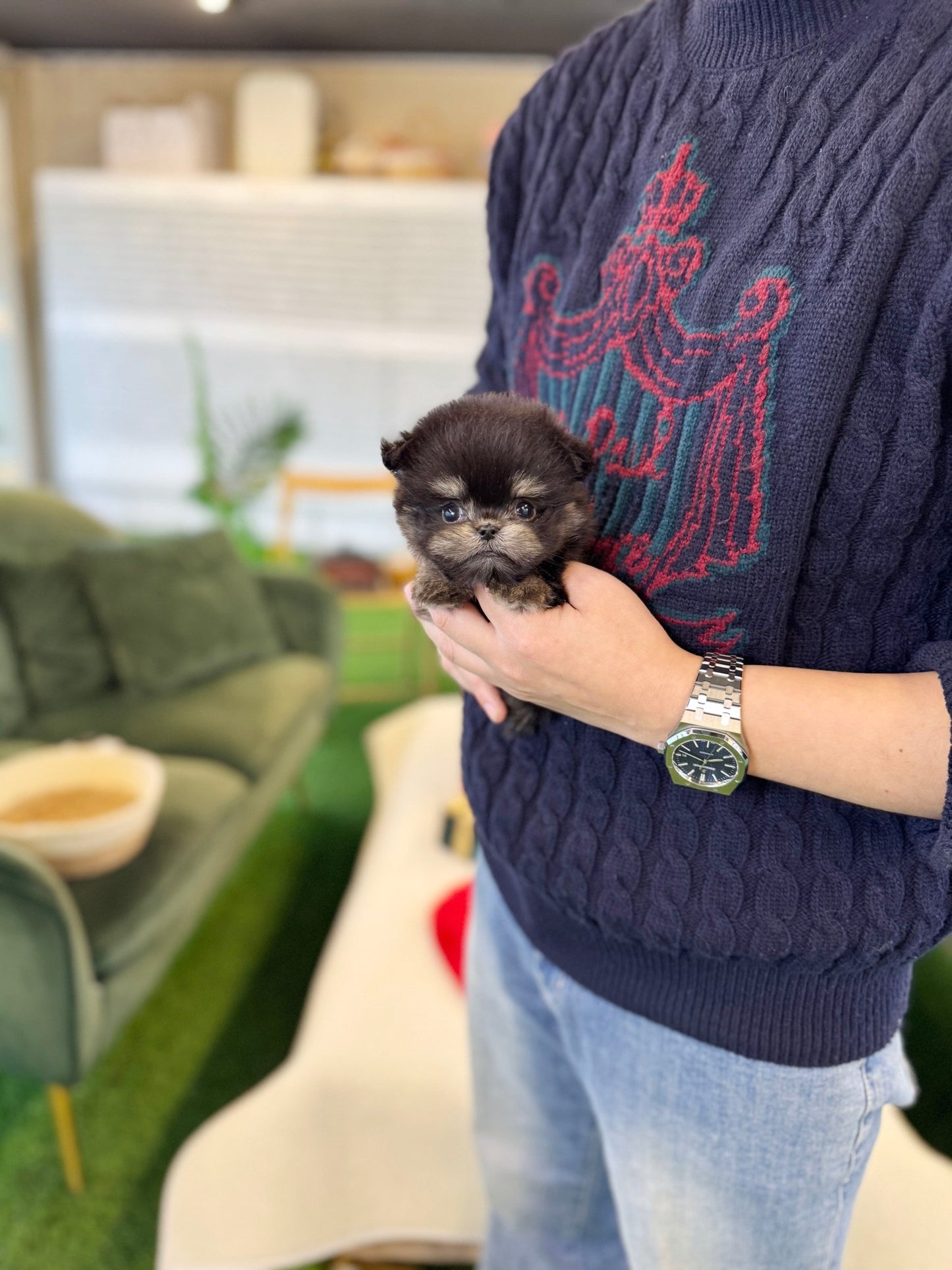 Maltipom - Willow(Male) - Beautiful puppy teacup puppy with adorable features available for adoption from Velydog