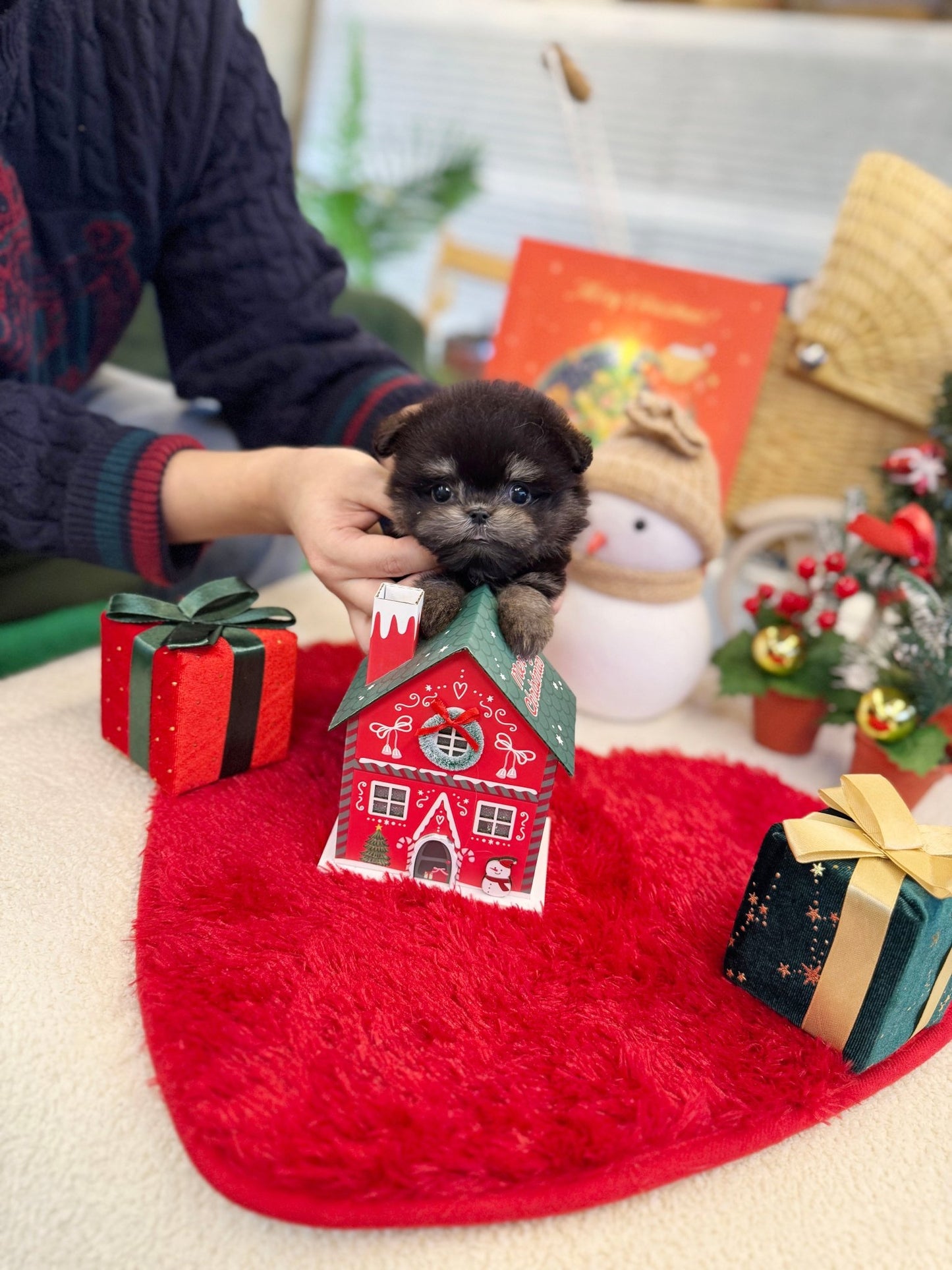 Maltipom - Willow(Male) - Beautiful puppy teacup puppy with adorable features available for adoption from Velydog