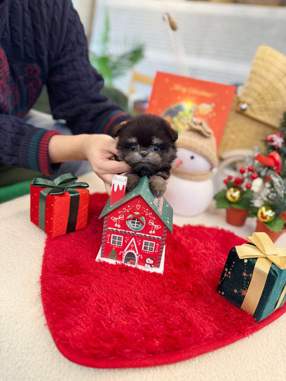 Maltipom - Willow(Male) - Beautiful puppy teacup puppy with adorable features available for adoption from Velydog