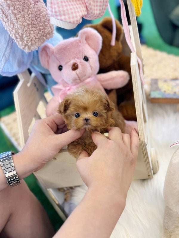 Maltipoo - Ace(Male) - Beautiful puppy teacup puppy with adorable features available for adoption from Velydog