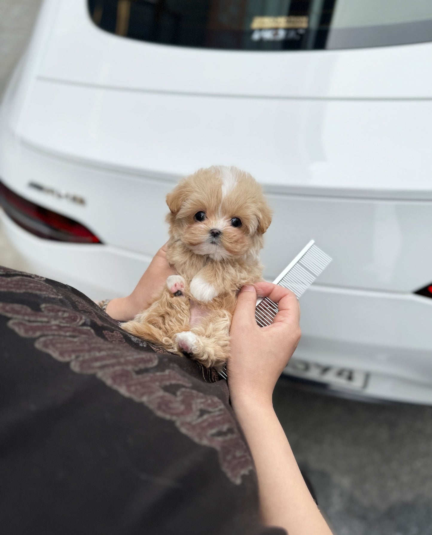 Maltipoo - Addy(Male) - Beautiful puppy teacup puppy with adorable features available for adoption from Velydog