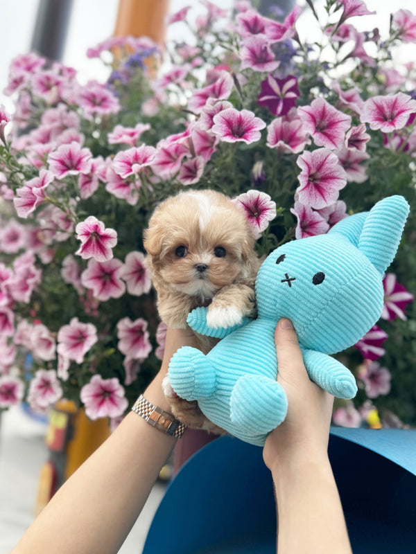 Maltipoo - Addy(Male) - Beautiful puppy teacup puppy with adorable features available for adoption from Velydog