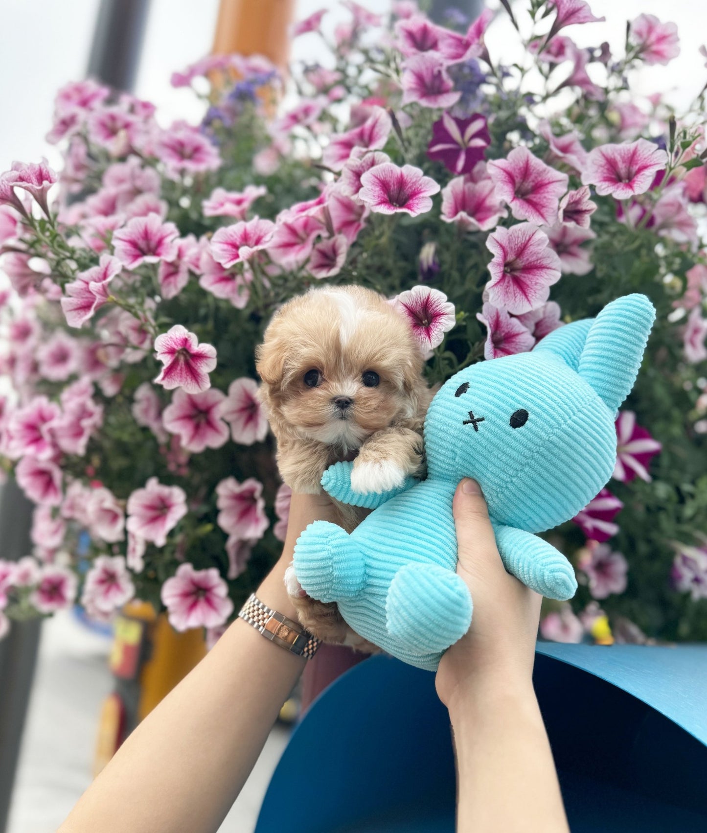 Maltipoo - Addy(Male) - Beautiful puppy teacup puppy with adorable features available for adoption from Velydog