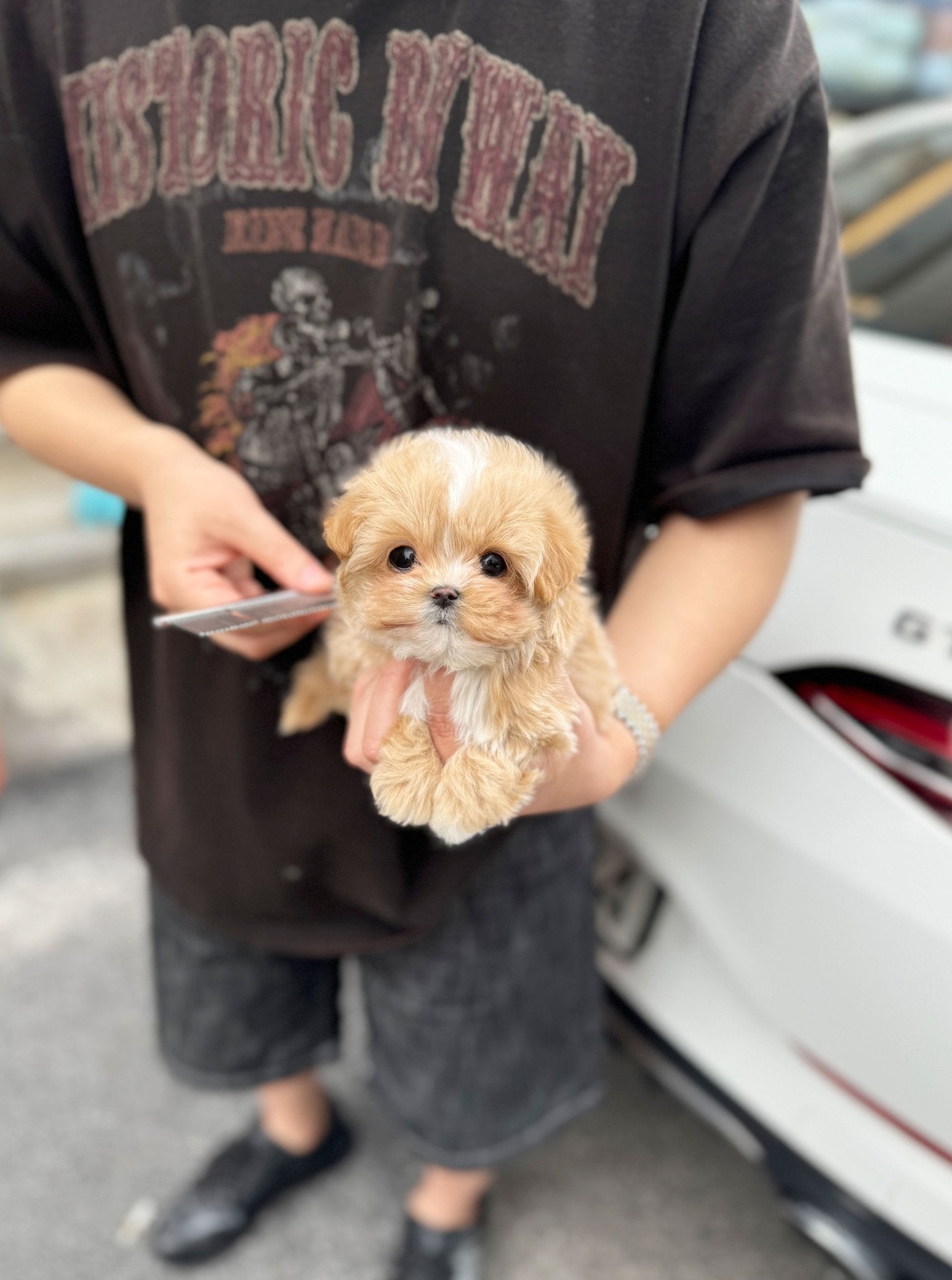 Maltipoo - Addy(Male) - Beautiful puppy teacup puppy with adorable features available for adoption from Velydog