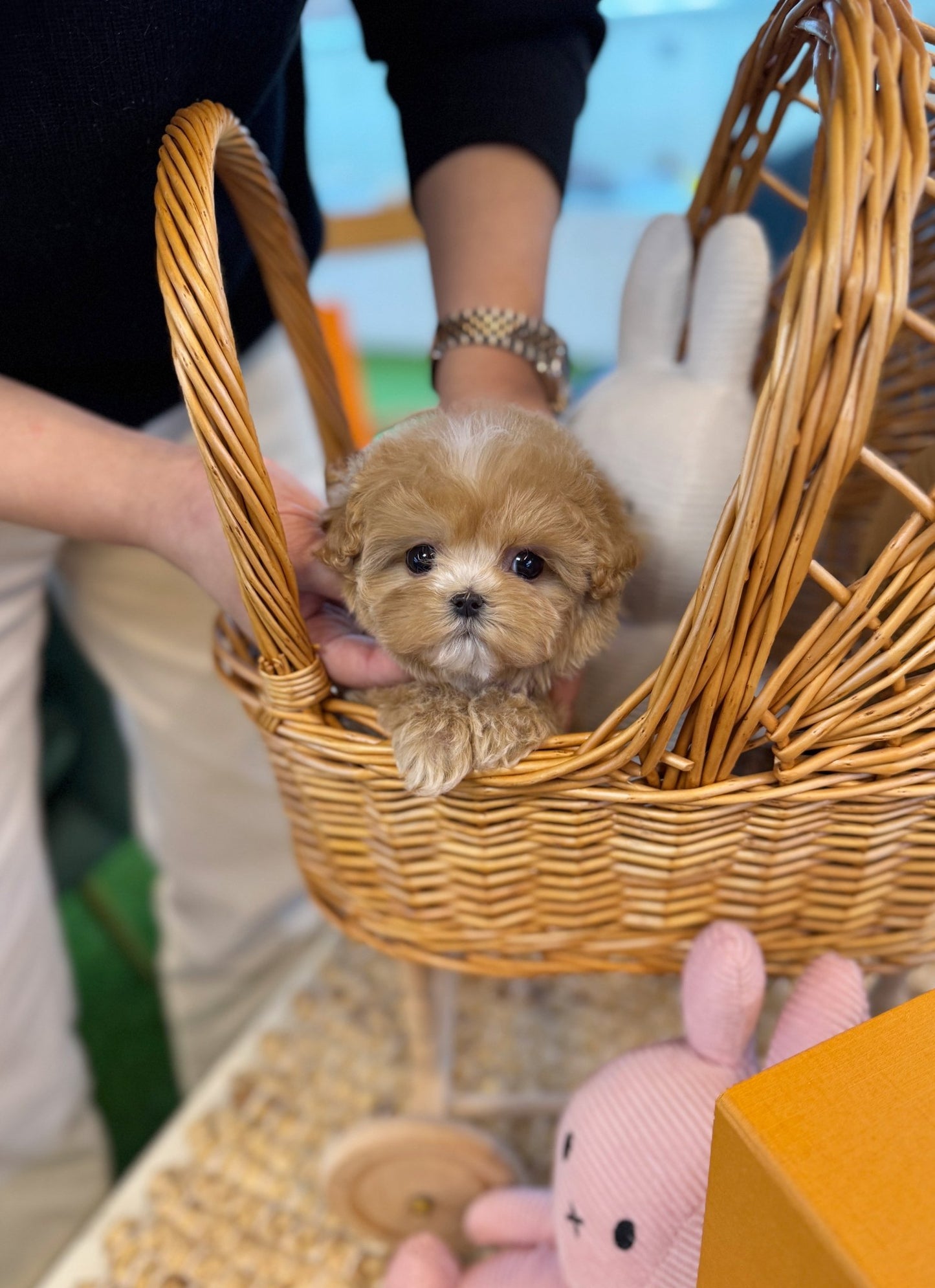 Maltipoo - Aiki(Female) - Beautiful puppy teacup puppy with adorable features available for adoption from Velydog