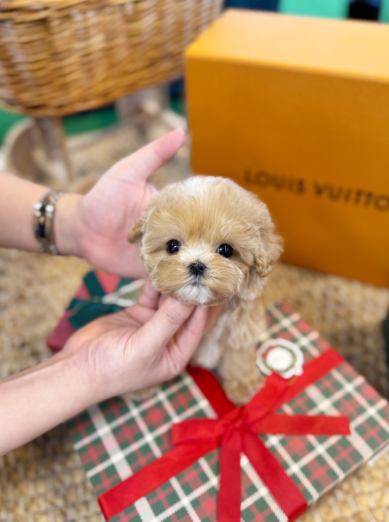 Maltipoo - Aiki(Female) - Beautiful puppy teacup puppy with adorable features available for adoption from Velydog