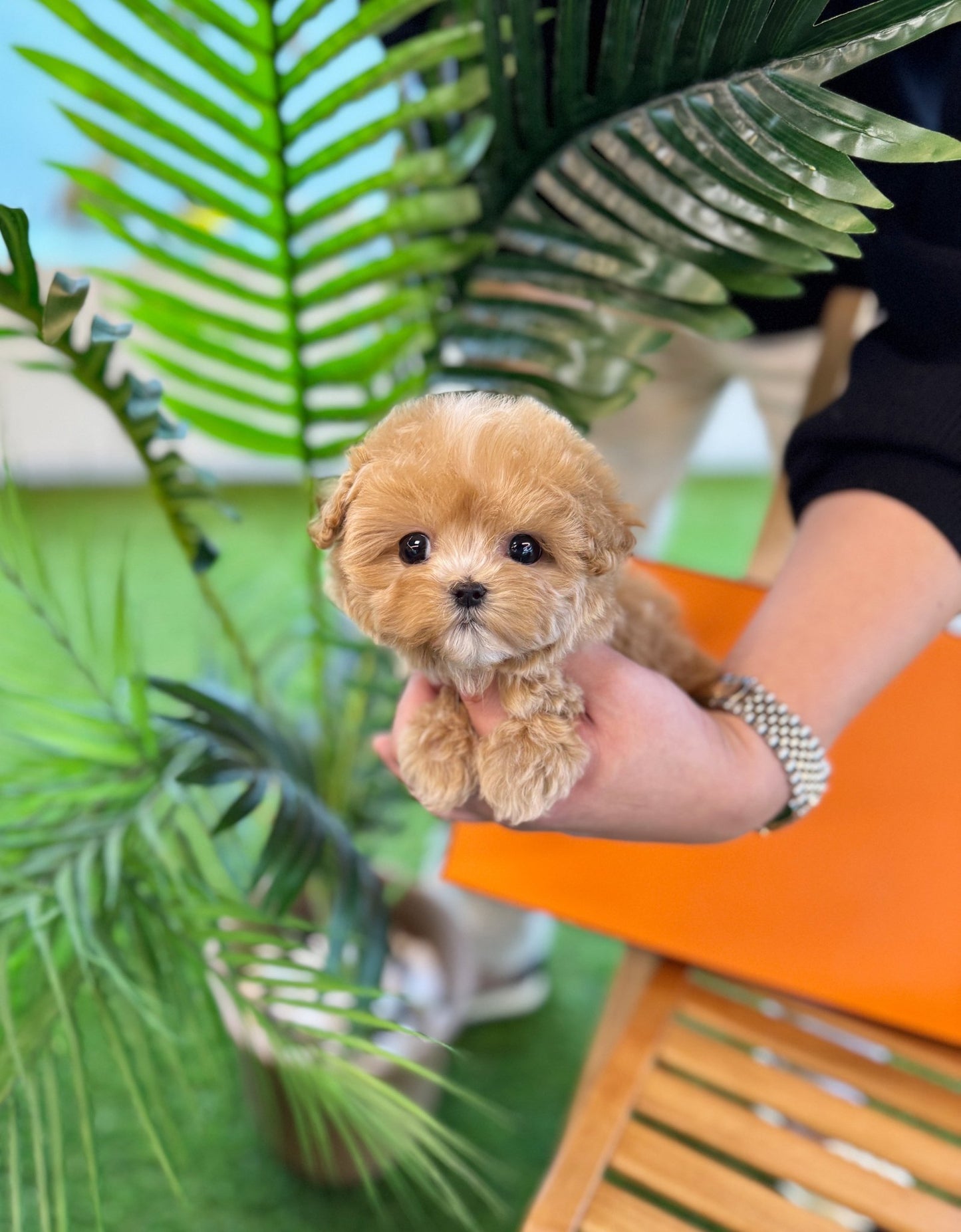 Maltipoo - Aiki(Female) - Beautiful puppy teacup puppy with adorable features available for adoption from Velydog