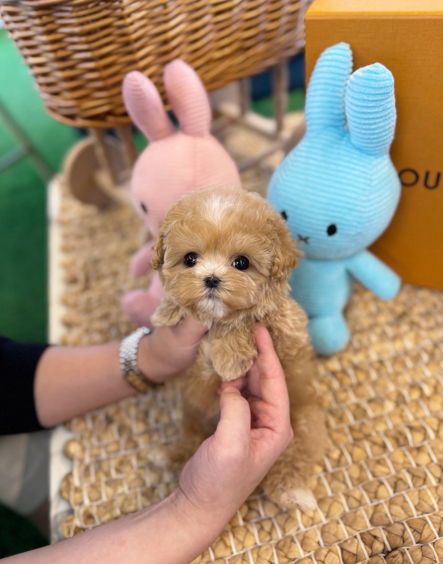 Maltipoo - Aiki(Female) - Beautiful puppy teacup puppy with adorable features available for adoption from Velydog