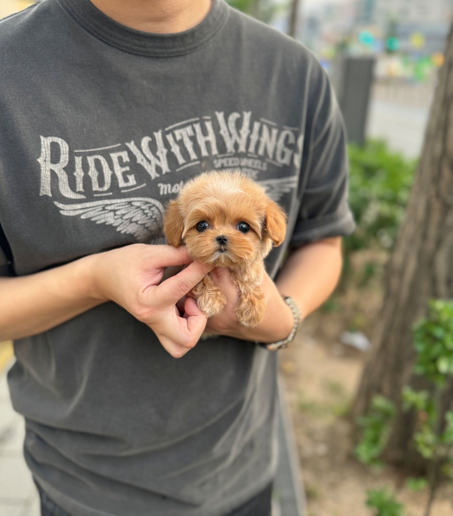 Maltipoo - Ailee(Female) - Beautiful puppy teacup puppy with adorable features available for adoption from Velydog