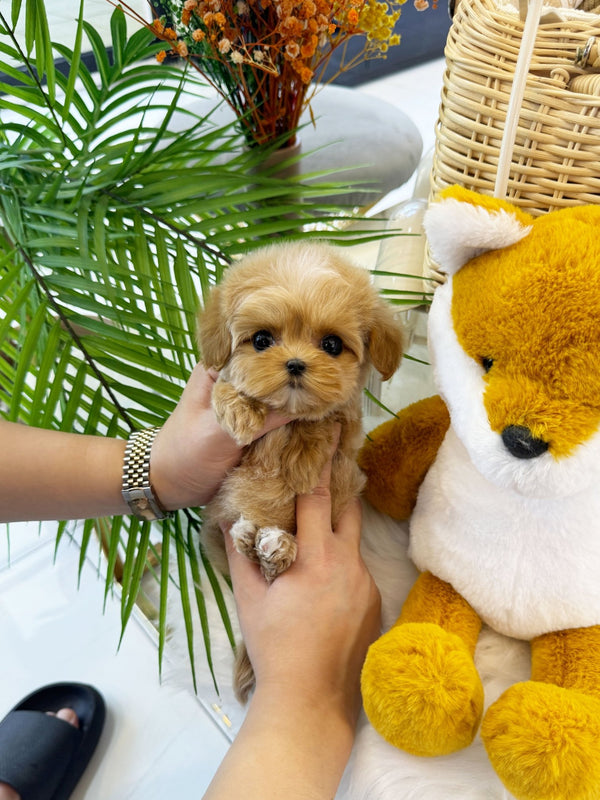 Maltipoo - Ailee(Female) - Beautiful puppy teacup puppy with adorable features available for adoption from Velydog