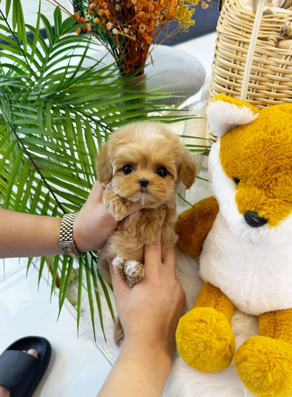 Maltipoo - Ailee(Female) - Beautiful puppy teacup puppy with adorable features available for adoption from Velydog