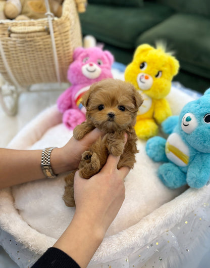 Maltipoo - Amelia(Female) - Beautiful puppy teacup puppy with adorable features available for adoption from Velydog