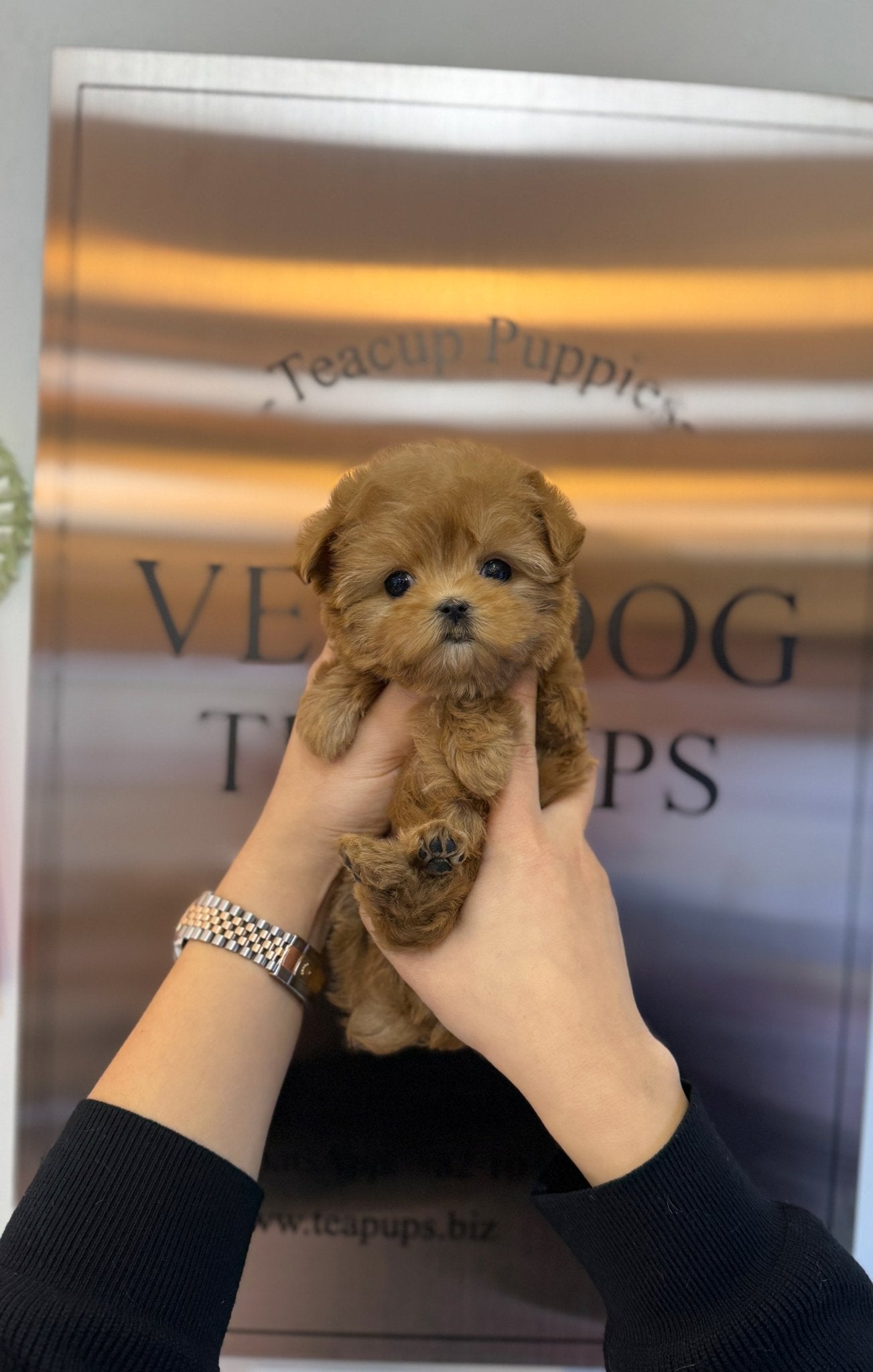 Maltipoo - Amelia(Female) - Beautiful puppy teacup puppy with adorable features available for adoption from Velydog