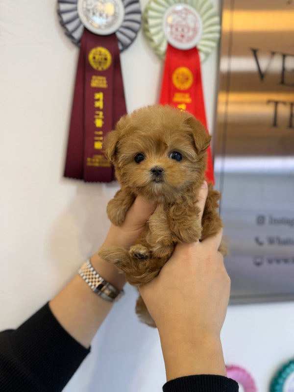 Maltipoo - Amelia(Female) - Beautiful puppy teacup puppy with adorable features available for adoption from Velydog
