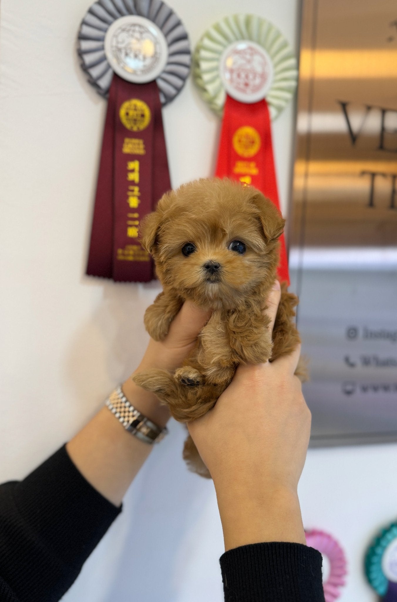 Maltipoo - Amelia(Female) - Beautiful puppy teacup puppy with adorable features available for adoption from Velydog