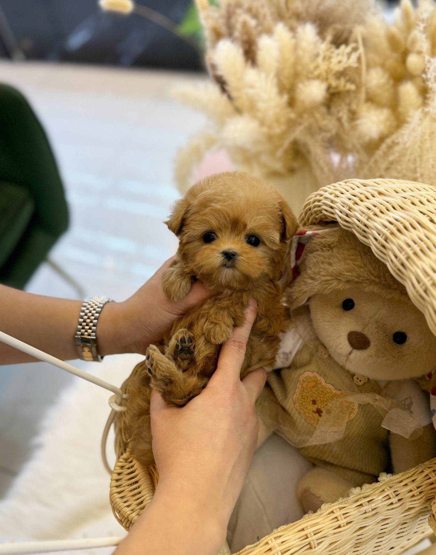 Maltipoo - Amelia(Female) - Beautiful puppy teacup puppy with adorable features available for adoption from Velydog