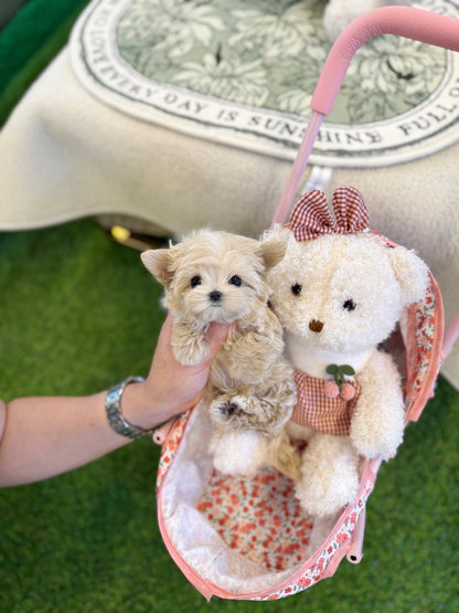 Maltipoo - Angela(Female) - Beautiful puppy teacup puppy with adorable features available for adoption from Velydog