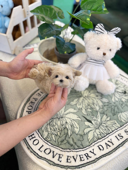 Maltipoo - Angela(Female) - Beautiful puppy teacup puppy with adorable features available for adoption from Velydog