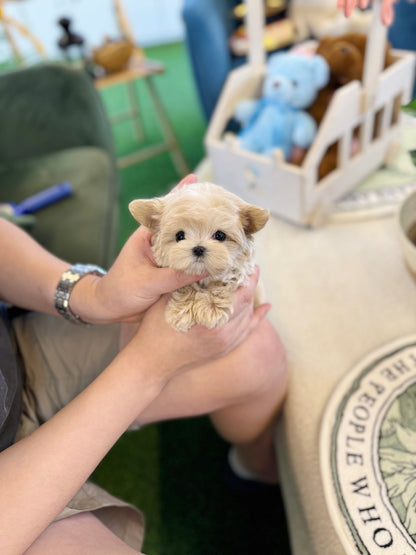 Maltipoo - Angela(Female) - Beautiful puppy teacup puppy with adorable features available for adoption from Velydog