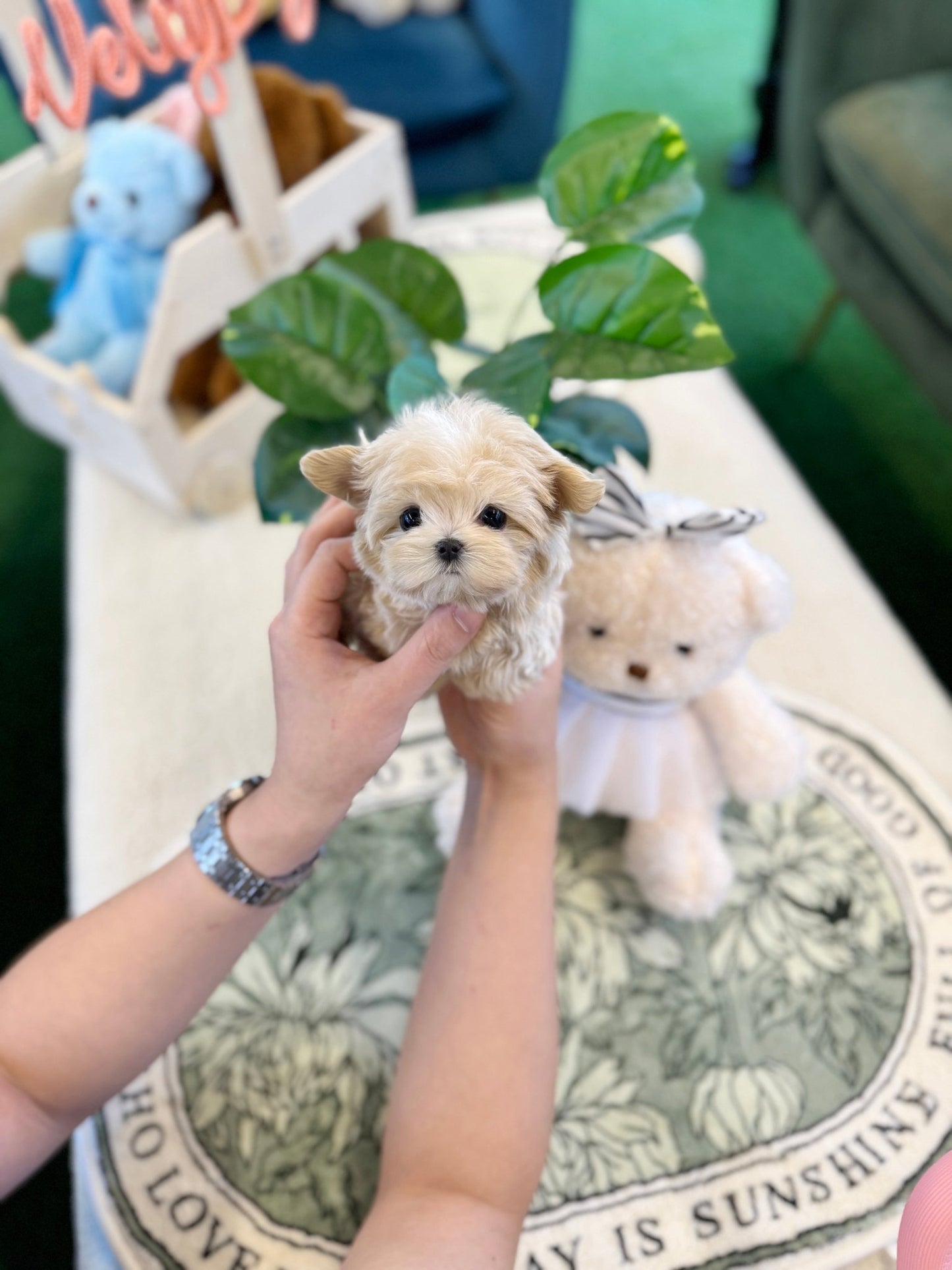 Maltipoo - Angela(Female) - Beautiful puppy teacup puppy with adorable features available for adoption from Velydog