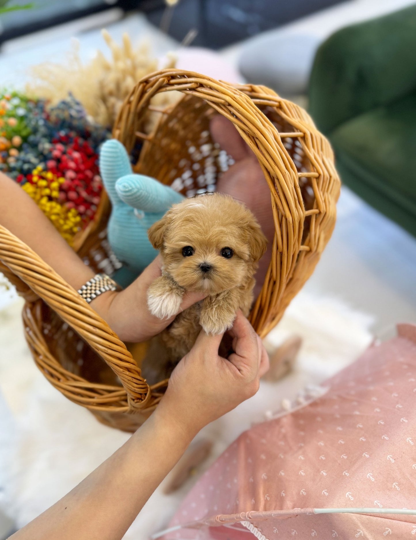 Maltipoo - Angel(Female) - Beautiful puppy teacup puppy with adorable features available for adoption from Velydog