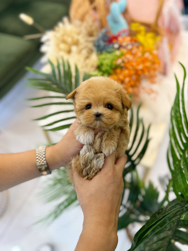 Maltipoo - Angel(Female) - Beautiful puppy teacup puppy with adorable features available for adoption from Velydog