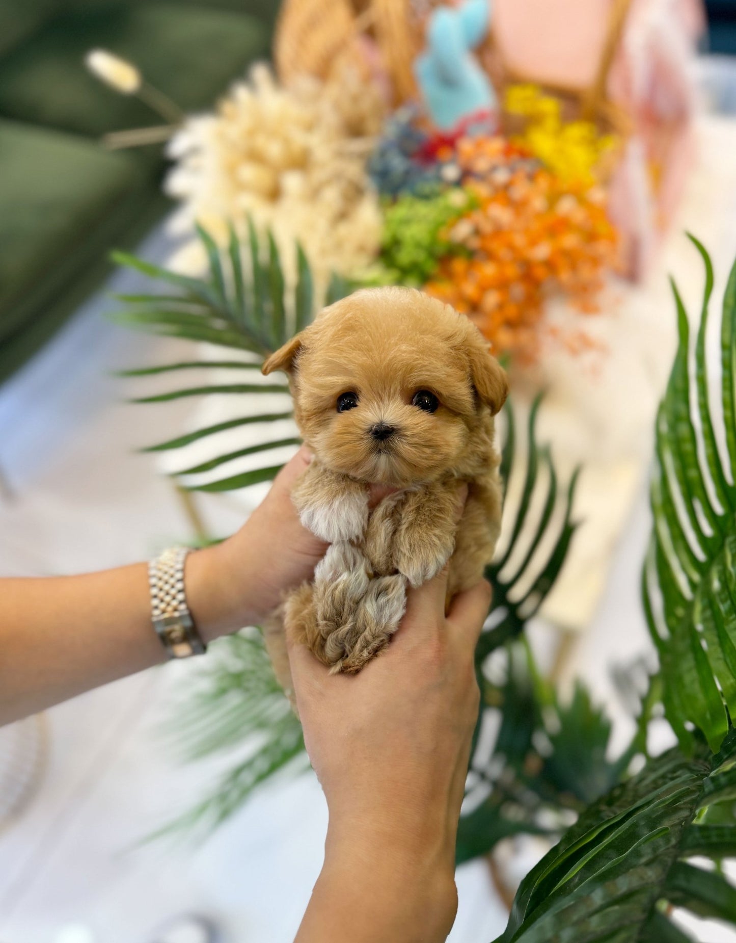 Maltipoo - Angel(Female) - Beautiful puppy teacup puppy with adorable features available for adoption from Velydog