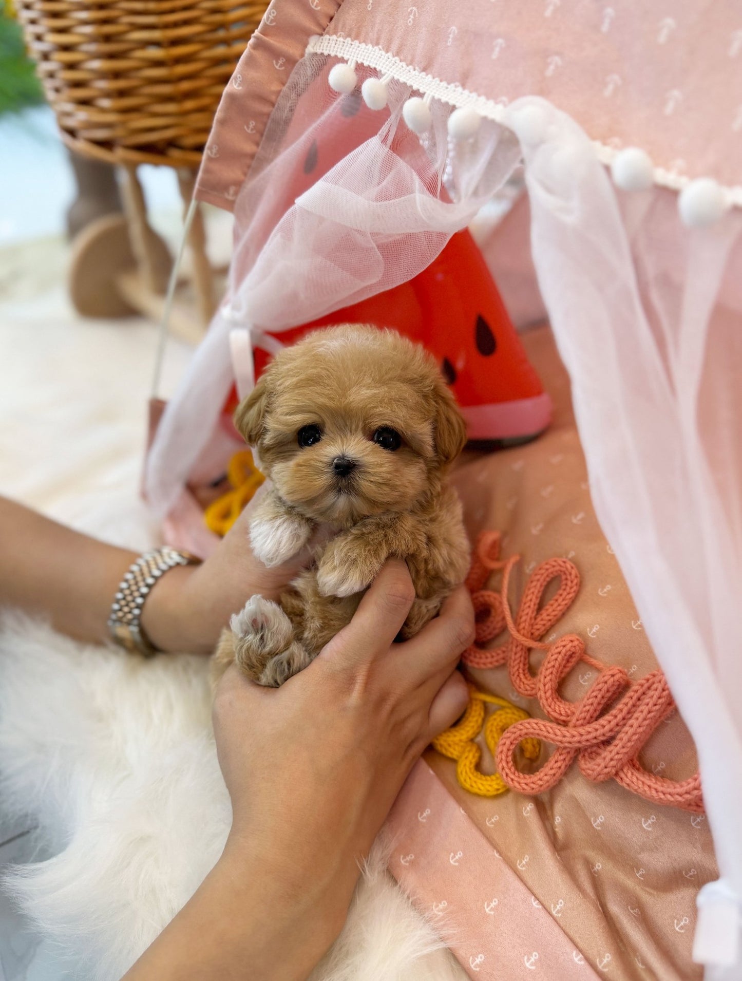 Maltipoo - Angel(Female) - Beautiful puppy teacup puppy with adorable features available for adoption from Velydog