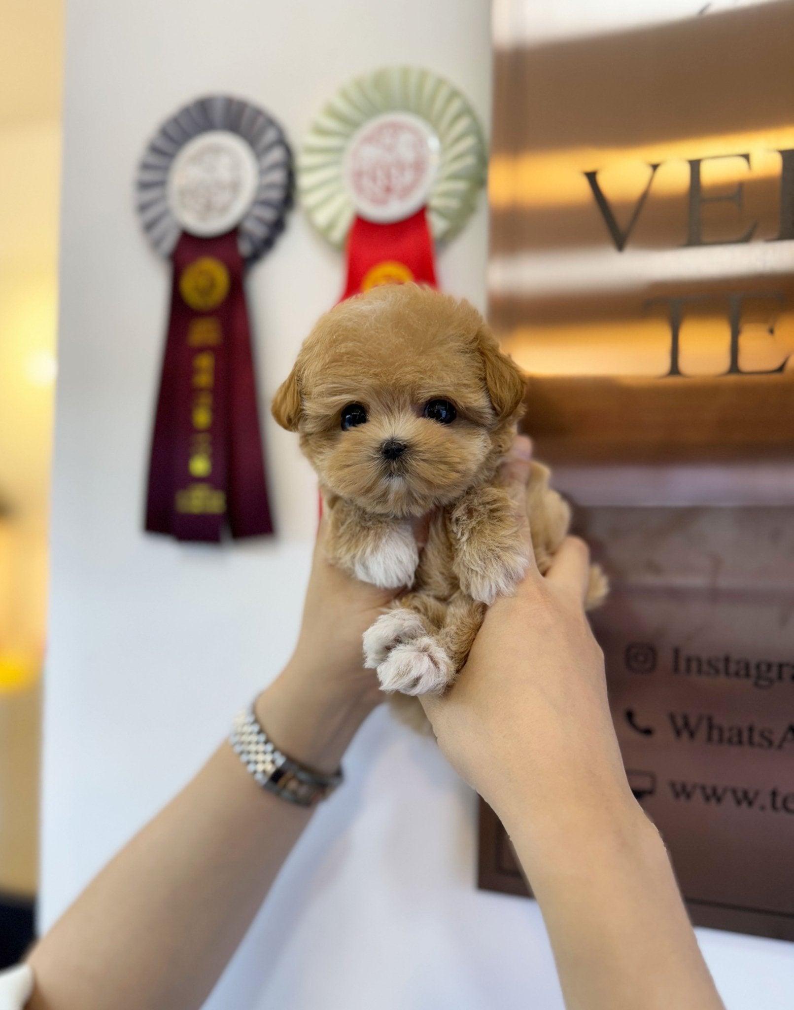 Maltipoo - Angel(Female) - Beautiful puppy teacup puppy with adorable features available for adoption from Velydog