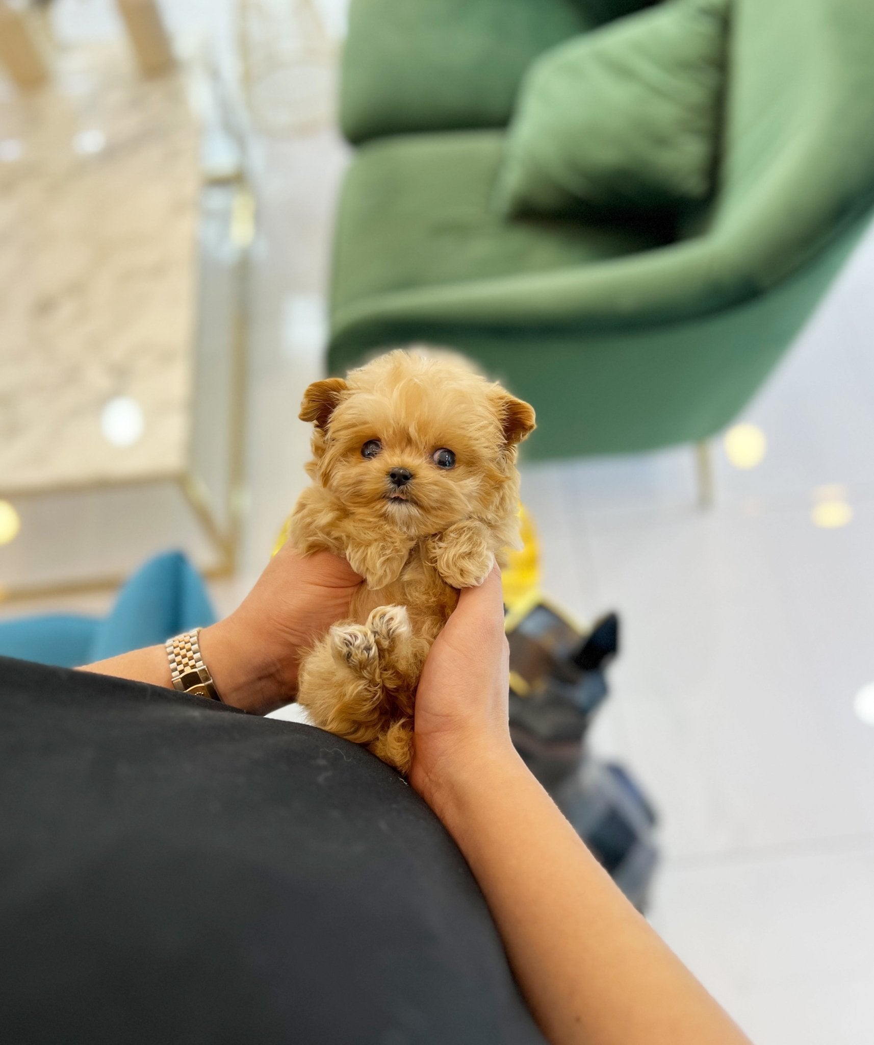 Maltipoo - Angelina(Female) - Beautiful puppy teacup puppy with adorable features available for adoption from Velydog