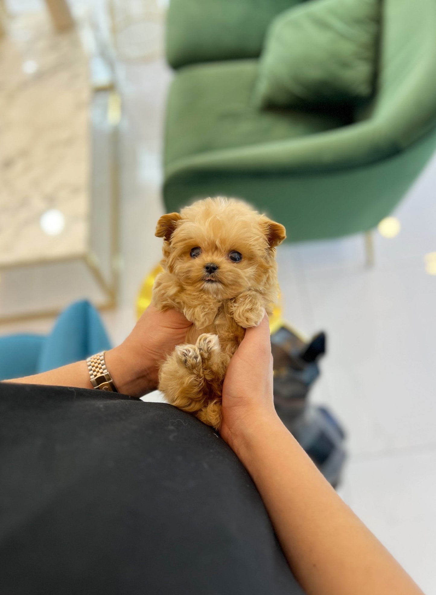 Maltipoo - Angelina(Female) - Beautiful puppy teacup puppy with adorable features available for adoption from Velydog