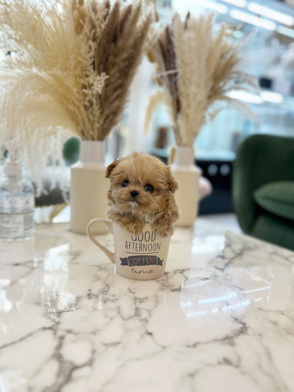 Maltipoo - Angelina(Female) - Beautiful puppy teacup puppy with adorable features available for adoption from Velydog
