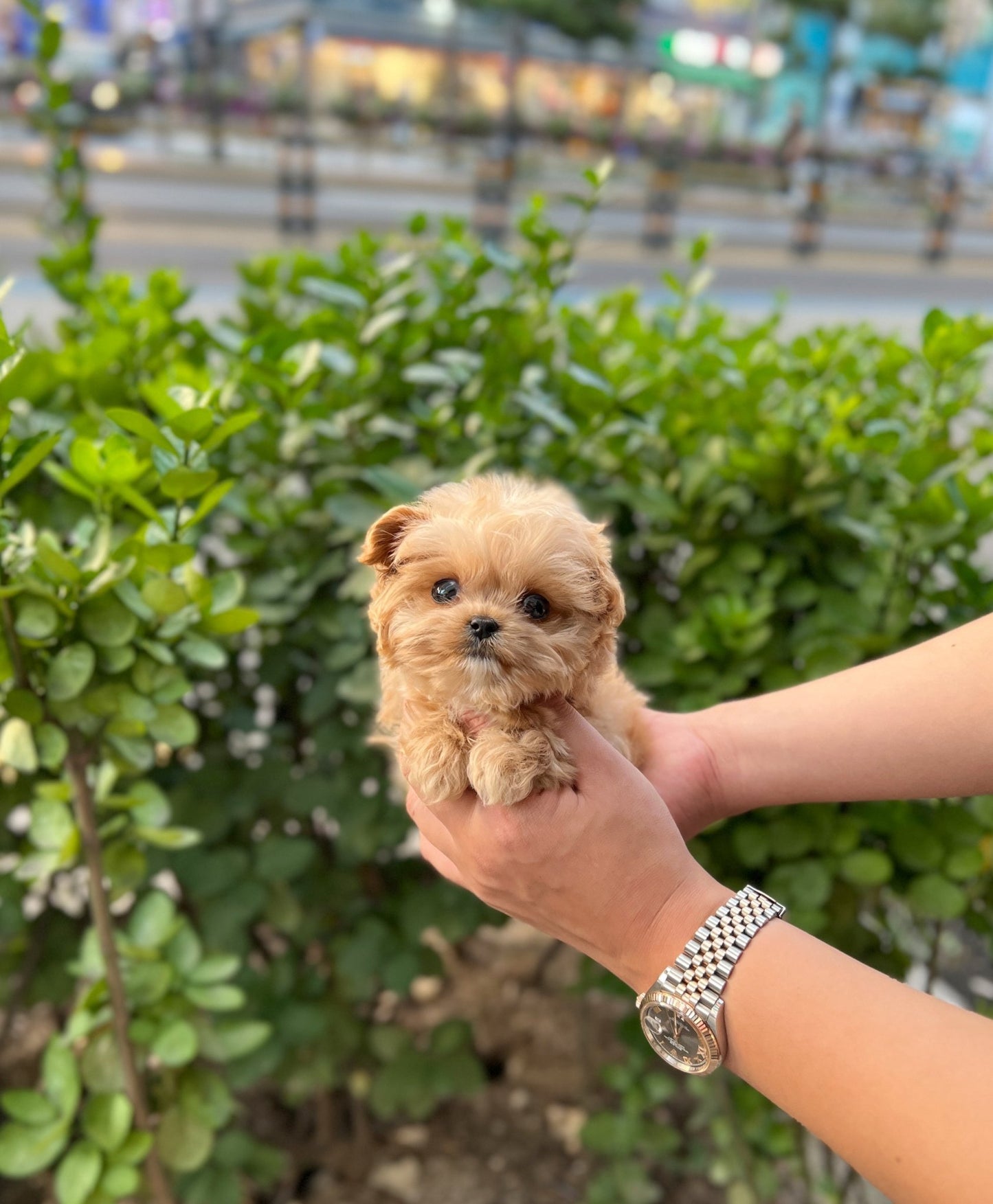 Maltipoo - Angelina(Female) - Beautiful puppy teacup puppy with adorable features available for adoption from Velydog