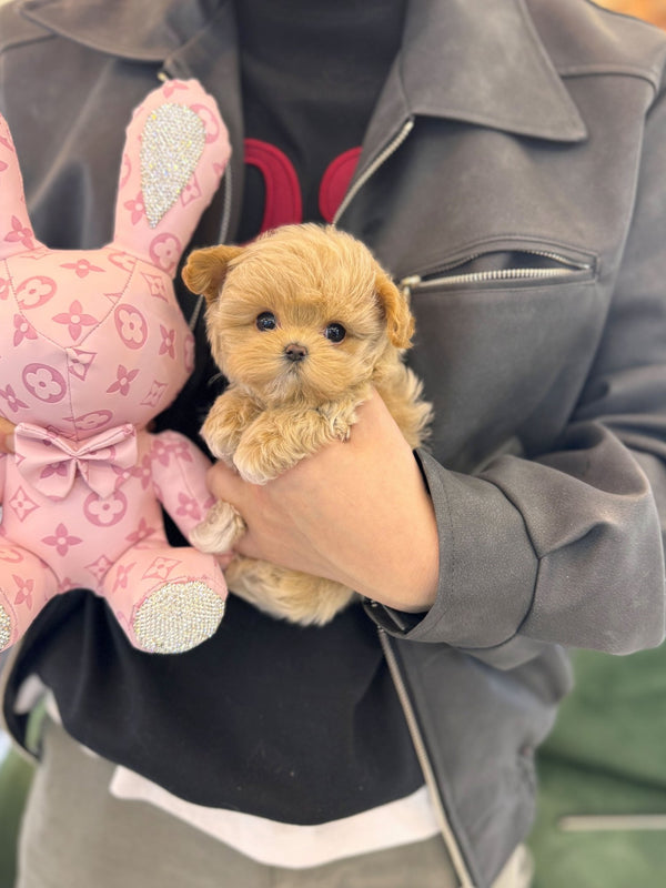 Maltipoo - Anna(Female) - Beautiful puppy teacup puppy with adorable features available for adoption from Velydog
